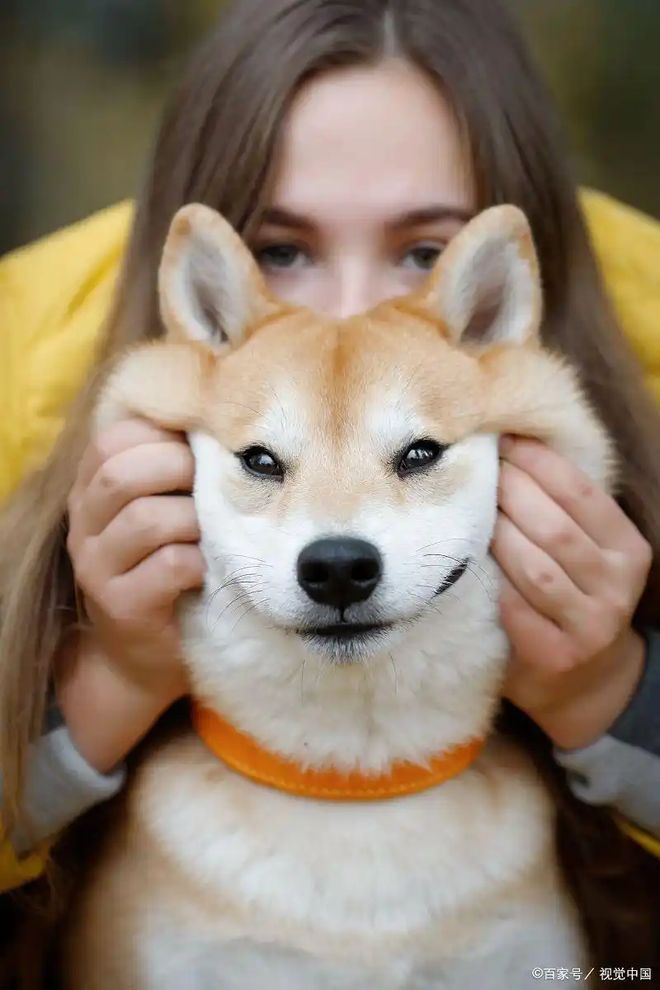 抗寒有优势但这些细节不能漏！开元棋牌柴犬冬天保暖指南：